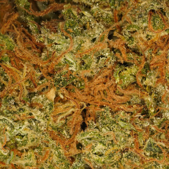Fleurs Blue Dream CBD denses et résineuses aux notes de fruits rouges
